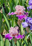 Presby Iris Gardens