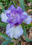 Presby Iris Gardens