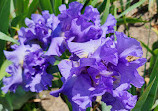 Presby Iris Gardens