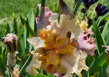 Presby Iris Gardens