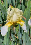 Presby Iris Gardens