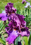 Presby Iris Gardens