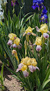 Presby Iris Gardens