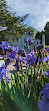 Presby Iris Gardens