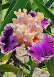 Presby Iris Gardens