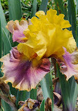 Presby Iris Gardens