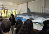 Zoological Museum of the University of Athens (ZMUA)