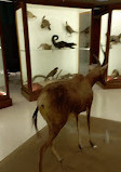 Zoological Museum of the University of Athens (ZMUA)