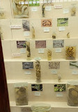 Zoological Museum of the University of Athens (ZMUA)