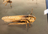 Zoological Museum of the University of Athens (ZMUA)