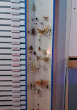 Philadelphia Insectarium and Butterfly Pavilion