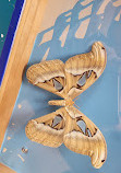 Philadelphia Insectarium and Butterfly Pavilion