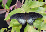 Philadelphia Insectarium and Butterfly Pavilion