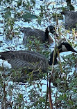 John Heinz National Wildlife Refuge at Tinicum