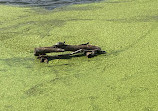 John Heinz National Wildlife Refuge at Tinicum