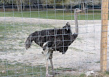 Bayou Wildlife Zoo