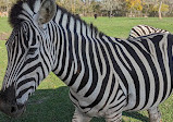 Bayou Wildlife Zoo