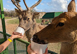 Bayou Wildlife Zoo