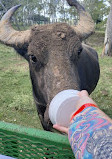 Bayou Wildlife Zoo