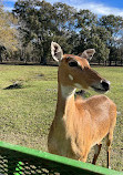 Bayou Wildlife Zoo