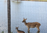 Bayou Wildlife Zoo