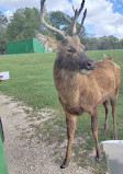 Bayou Wildlife Zoo