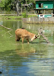 Bayou Wildlife Zoo