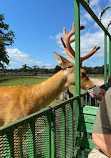 Bayou Wildlife Zoo