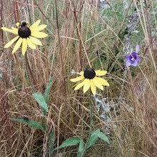 Living Prairie Museum