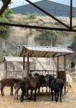 Yerevan Zoo Park