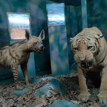 Regional Museum of Natural History Mysore