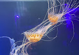 ورودی آکواریوم SEA LIFE لندن