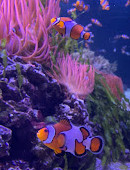 ورودی آکواریوم SEA LIFE لندن