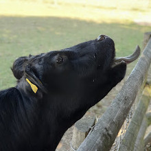 Mudchute Park and Farm