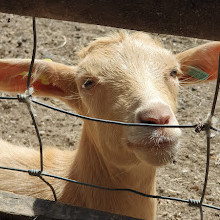 Mudchute Park and Farm