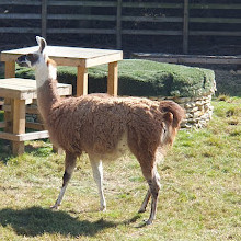 Mudchute Park and Farm