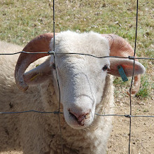 Mudchute Park and Farm