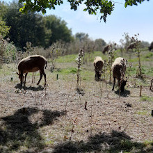 Mudchute Park and Farm