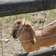 Mudchute Park and Farm