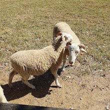 Mudchute Park and Farm