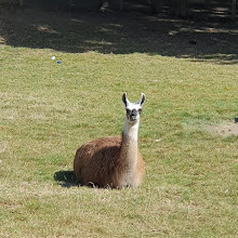 Mudchute Park and Farm