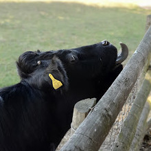 Mudchute Park and Farm