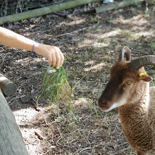 Mudchute Park and Farm