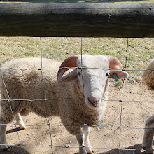 Mudchute Park and Farm