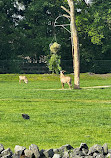 Serengeti Park Hodenhagen - "ماجراجویی سافاری در وسط اروپا"