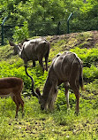 Serengeti Park Hodenhagen - "ماجراجویی سافاری در وسط اروپا"