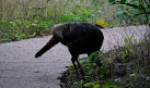 Radnor Lake State Park