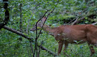 Radnor Lake State Park