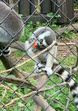 Jungle Cat World Wildlife Park