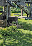 Jungle Cat World Wildlife Park